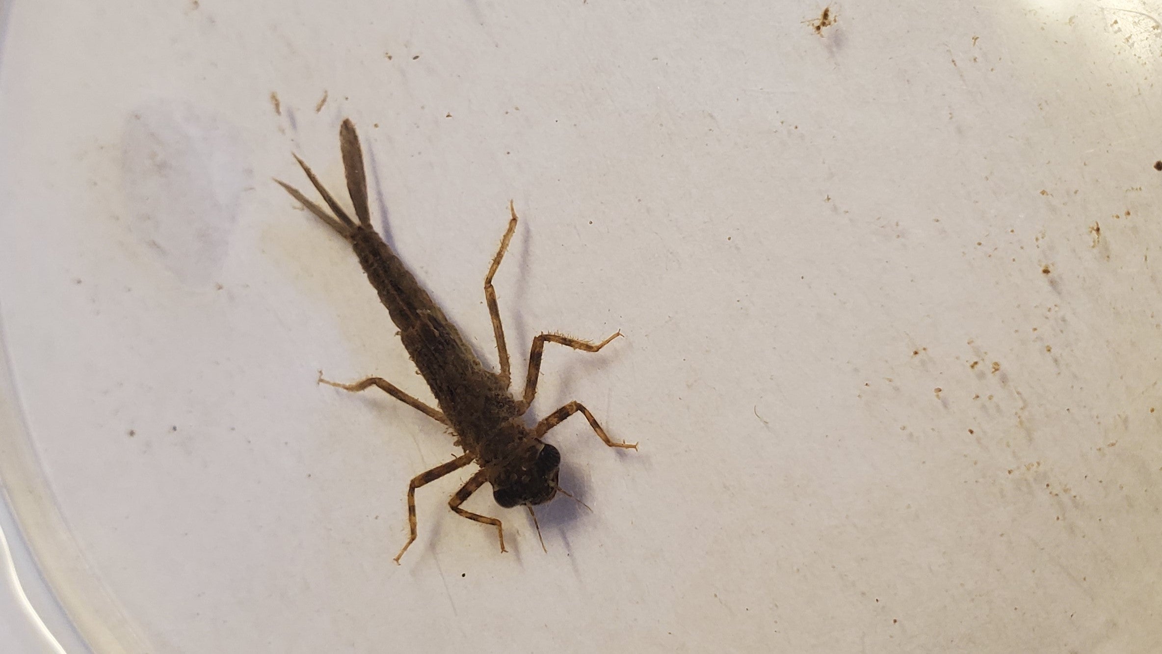 Damselfly nymph on a white background 